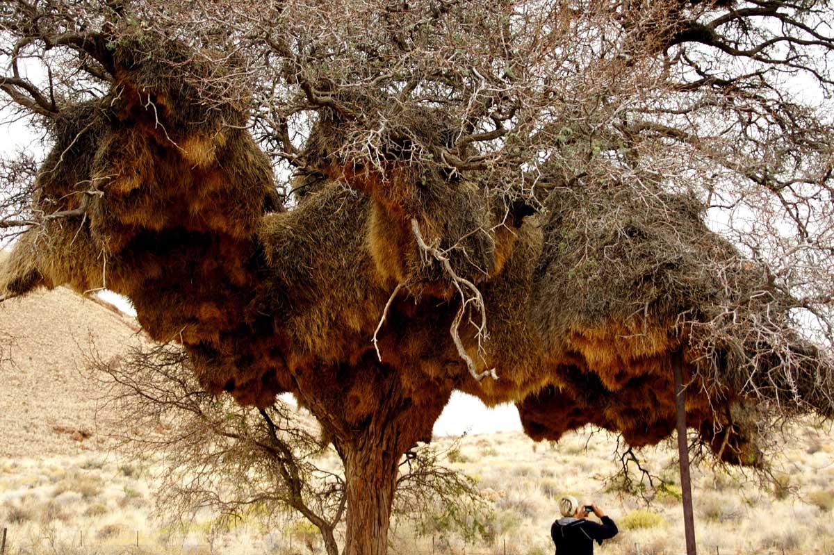 Взаимосвязь растений и животных. Взаимосвязь растений и животных. Растения в пищу животным. Человек связан с растительным миром. Животные в жизни растений и растения в жизни животных.