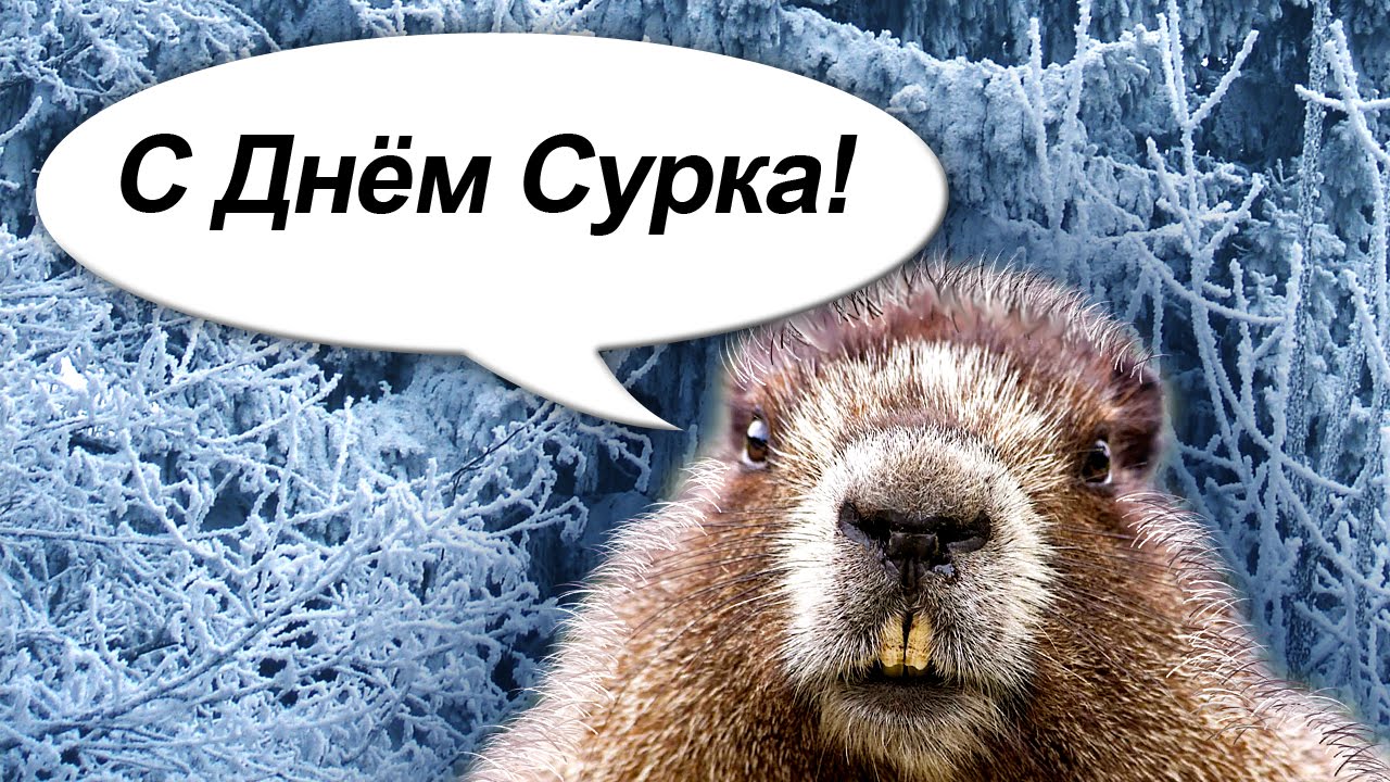 Открытки с сурком, днем