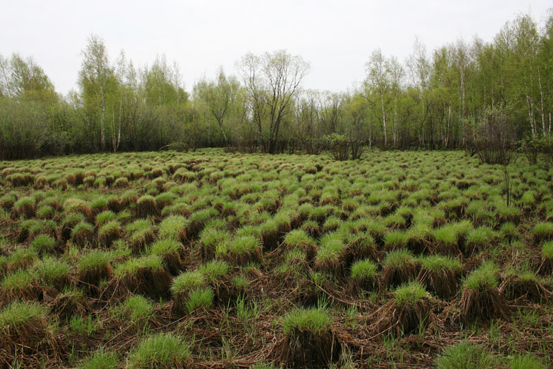 Как называется болото заросшее мхом. Кочкарник болотный. Кочкарниковое болото. Мох-кочкарник. Болотные травяные Кочки.