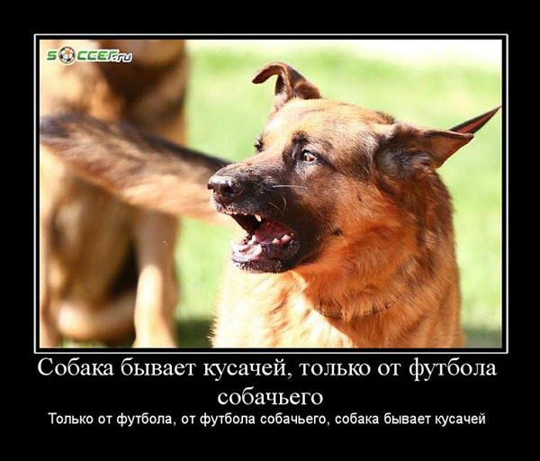 Презентация собака бывает кусачей