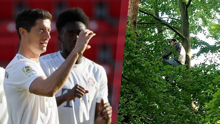 Два болельщика смотрели матч «Унион» — «Бавария», находясь на дереве
