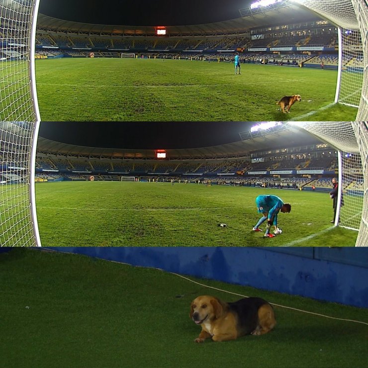 Хозяева нашли пса, увидев как он справляет нужду во время футбольного матча