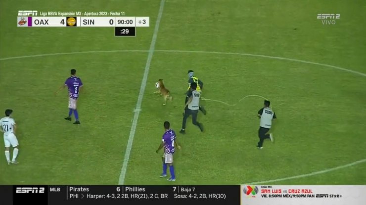 В Мексике матч прерывался из-за собаки, которая забрала мяч