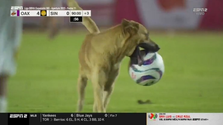 В Мексике матч прерывался из-за собаки, которая забрала мяч