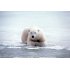 Wlad_11